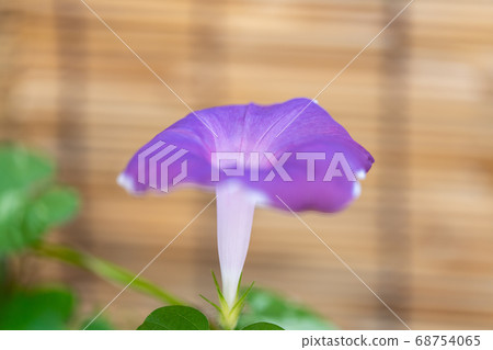 Summer morning glory 68754065