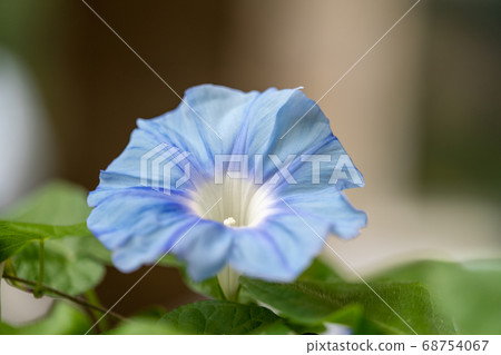 夏日牽牛花 夏日牽牛花 68754067