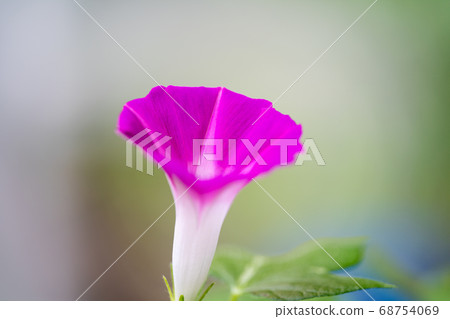 夏日牽牛花 68754069