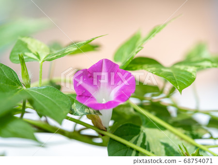 夏日牽牛花 68754071