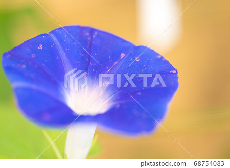 Summer morning glory 68754083