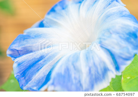 Summer morning glory 68754097