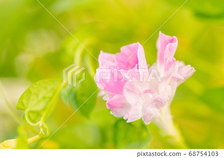 Summer morning glory 68754103