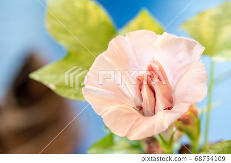 Summer morning glory 68754109