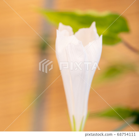 夏日牽牛花 夏日牽牛花 68754111