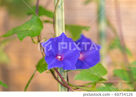 Summer morning glory 68754126