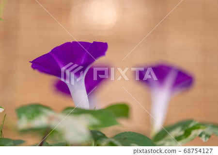 Summer morning glory 68754127