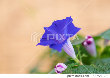 Summer morning glory 68754128