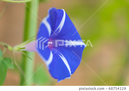 Summer morning glory 68754129