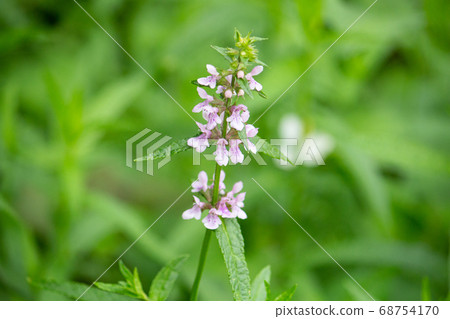 Inu芝麻(在狗芝麻中,科學名稱:Stachys aspera var。hispidula) Inu芝麻(在狗芝麻中,科學名稱:Stachys aspera var。hispidula) 68754170