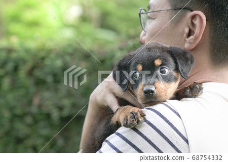 Adult man holding little puppy dog on his shoulder Adult man holding little puppy dog on his shoulder 68754332