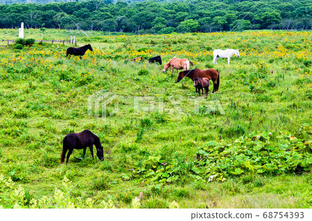 北海道Akkeshi鎮野花ya原 北海道Akkeshi鎮野花ya原 68754393