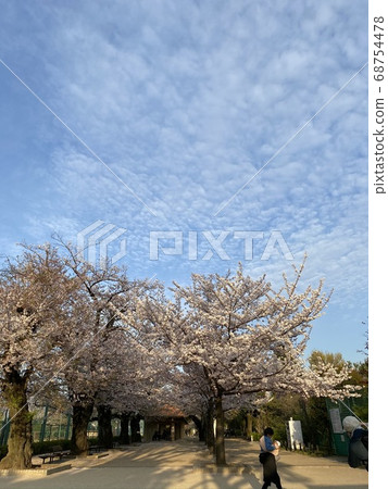 Cherry blossoms and blue sky 68754478
