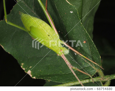 Larvae of Satokudamakikidoki 68754880