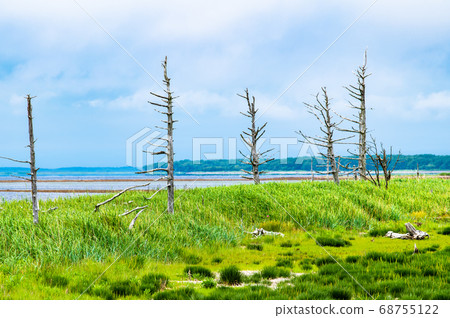 Todoara in the Noken Peninsula, Hokkaido 68755122
