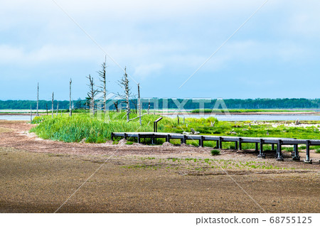 Todoara in the Noken Peninsula, Hokkaido Todoara in the Noken Peninsula, Hokkaido 68755125
