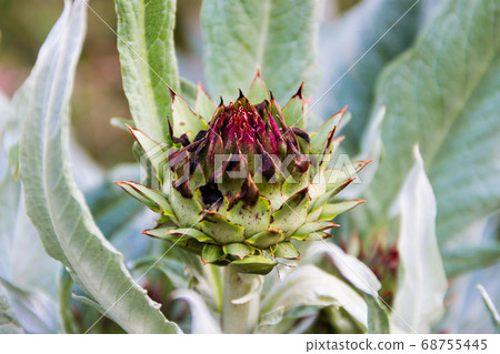 edible thistle in the silver of the organic garden edible thistle in the silver of the organic garden 68755445