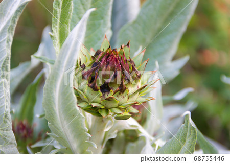 edible thistle in the silver of the organic garden edible thistle in the silver of the organic garden 68755446