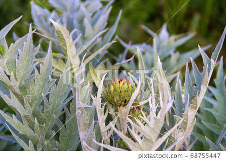 edible thistle in the silver of the organic garden edible thistle in the silver of the organic garden 68755447