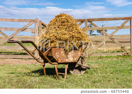 old wheelbarrow loaded with alfalfa in the field old wheelbarrow loaded with alfalfa in the field 68755448