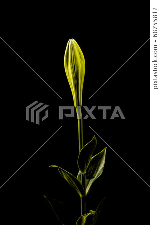 Lily flower Lily flower 68755812