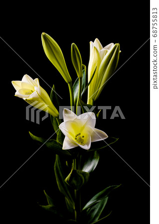 Lily flower Lily flower 68755813