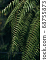 Green fern leaves with dark blur background  68755873