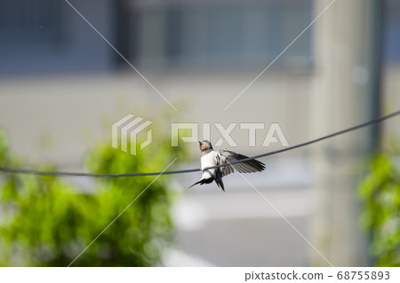 Swallow's young bird Swallow's young bird 68755893