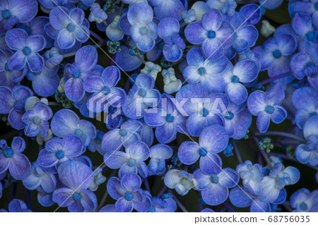初夏花_繡球花序 68756035