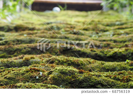 鎌倉苔蘚寺景觀與苔蘚 鎌倉苔蘚寺景觀與苔蘚 68756319