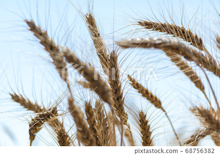 spikelets of wheat on the field close up spikelets of wheat on the field close up 68756382
