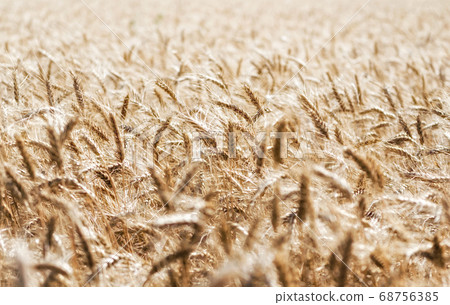 spikelets of wheat on the field close up spikelets of wheat on the field close up 68756385