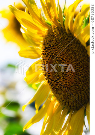 ripe sunflower with yellow leaves close up ripe sunflower with yellow leaves close up 68756388