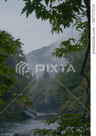 在樹叢中脫穎而出的一棵樹 在樹叢中脫穎而出的一棵樹 68757018