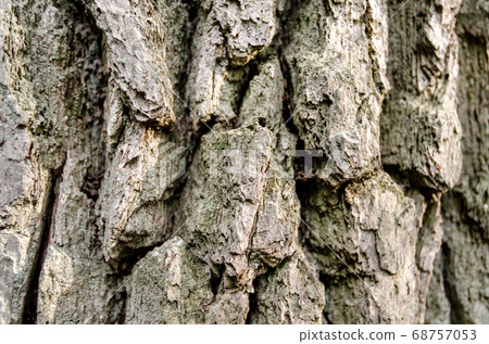 old tree trunk close up 68757053