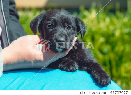 female hand stroking puppy on the neck 68757077