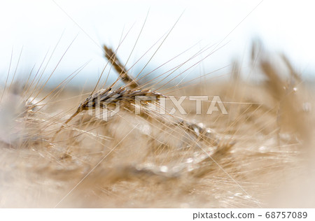 spikelets of wheat on the field close up spikelets of wheat on the field close up 68757089