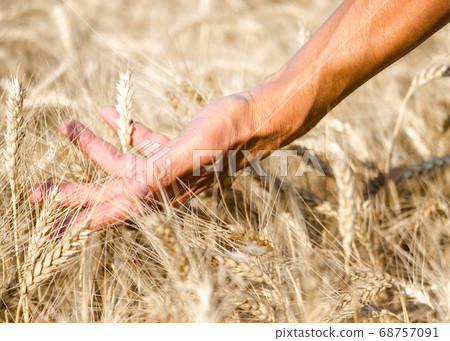farmers male hand touching spikelets of wheat on the field close up farmers male hand touching spikelets of wheat on the field close up 68757091