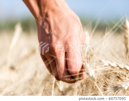 female fingers touching spikelets of wheat female fingers touching spikelets of wheat 68757095