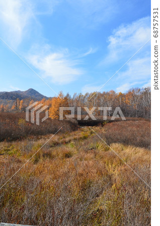 Shrub / Autumn Meita (Nikko / Senjogahara / Nikko City, Tochigi Prefecture) Shrub / Autumn Meita (Nikko / Senjogahara / Nikko City, Tochigi Prefecture) 68757531