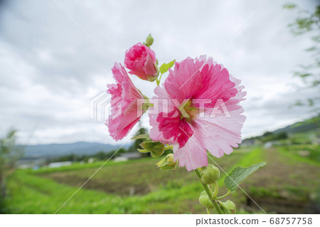 Tatiaoi flowers 68757758