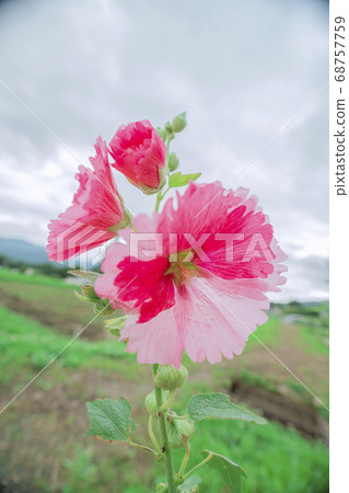 Tatiaoi花 Tatiaoi花 68757759