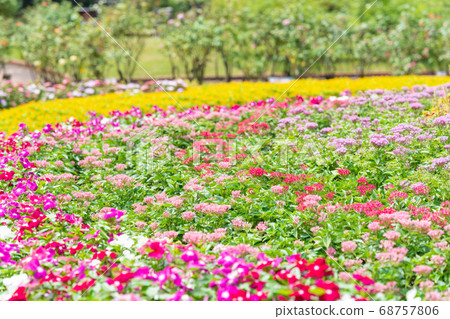 Flower bed after rain (Melanpodium, periwinkle, Coleus, pentas, etc.) 68757806