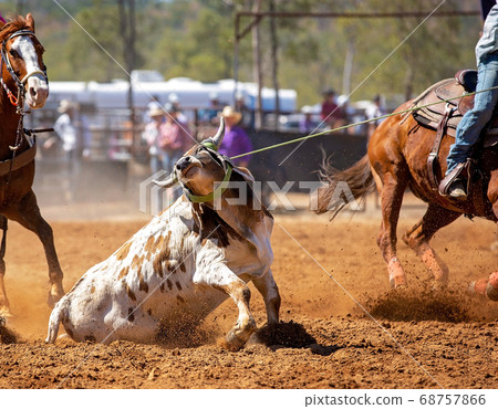 What Is Calf Roping