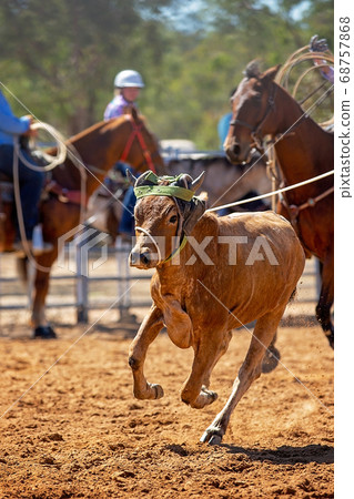 Calf Roping At A Country Rodeo 68757868