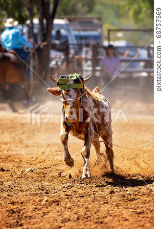 Calf Roping At A Country Rodeo Calf Roping At A Country Rodeo 68757869