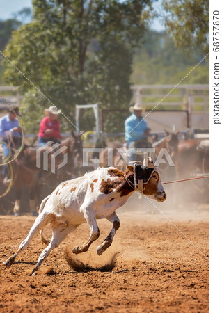 Calf Roping At A Country Rodeo Calf Roping At A Country Rodeo 68757870