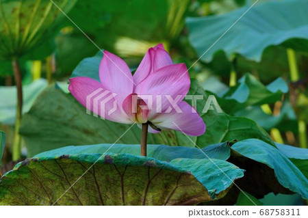 Pink lotus Pink lotus 68758311