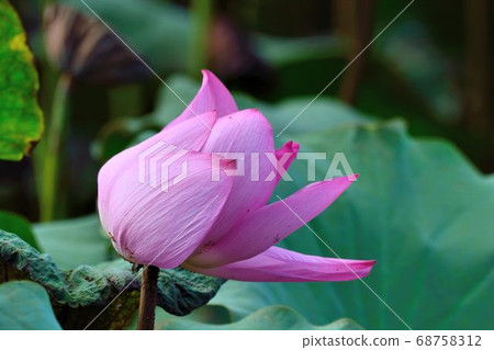 Pink lotus Pink lotus 68758312
