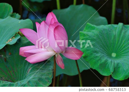 Pink lotus Pink lotus 68758313